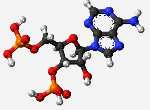 磷酸三钠 稳定剂 硫酸庆大霉素       那么,腺苷有什么具体的作用