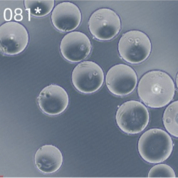 Puredex® Cyto-1 微载体