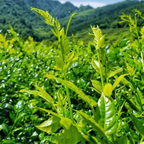 藤茶提取物二氢杨梅素 Dihydromyricetin，藤茶黄酮