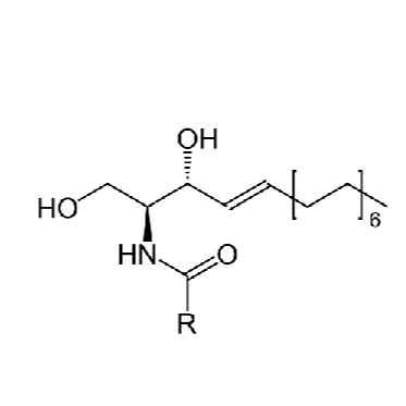 神經酰胺（Ceramide）