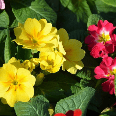 供应报春花提取物