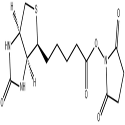 (+)生物素-N-琥珀酰亞胺基酯