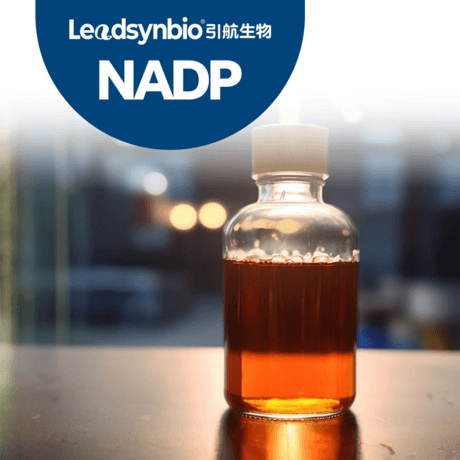 烟酰胺腺嘌呤双核苷酸磷酸盐 NADP+