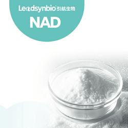 β-氧化型煙酰胺腺嘌呤二核苷酸 NAD+