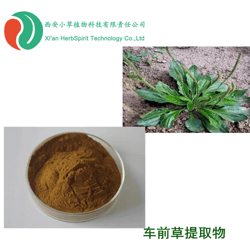 车前草提取物 车前子提取物