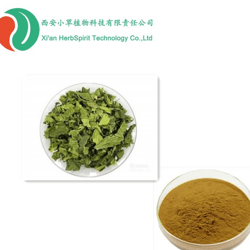 桑叶提取物 DNJ1%
