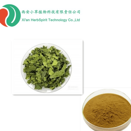 桑叶提取物 DNJ1%