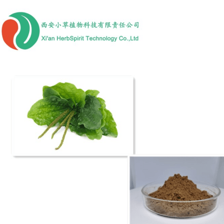 车前子提取物 车前子粉