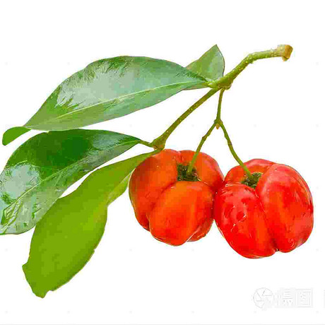 针叶樱桃提取物