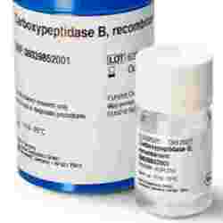 重组羧肽酶B Carboxypeptidase-B (CPB, Recombinant)