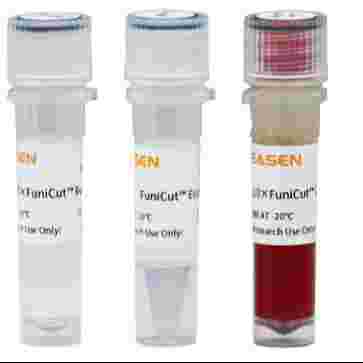 重组双碱基内切酶 Kex-2 Protease (Recombinant)