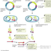 德谷胰岛素/地特胰岛素 Insulin Degludec/Insulin Detemir