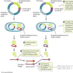德谷胰岛素/地特胰岛素 Insulin Degludec/Insulin Detemir