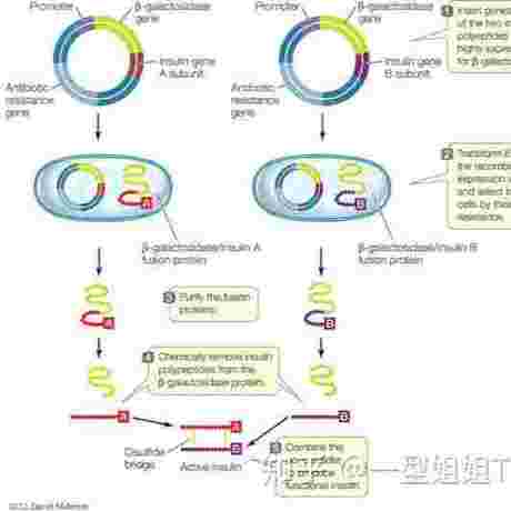 德谷胰岛素/地特胰岛素 Insulin Degludec/Insulin Detemir