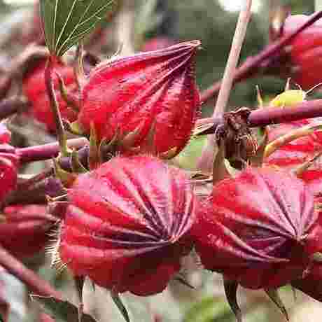 Premium Togo Roselle | Wild African Hibiscus for Tea & Jam Making