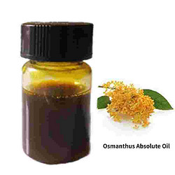Osmanthus Absolute Oil