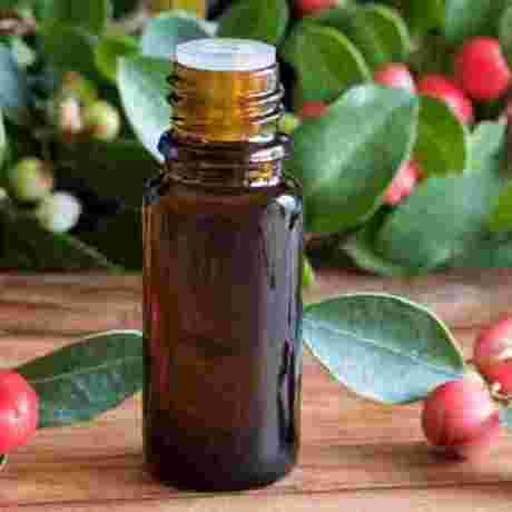 Wintergreen Oil