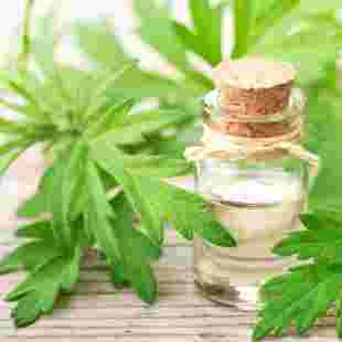 Mugwort Essential Oil
