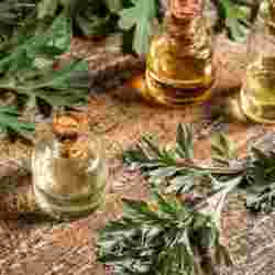 Mugwort Essential Oil