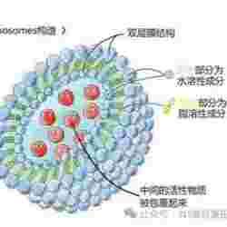 LF-1加拿大AVESTIN手動(dòng)擠出器，外泌體擠出機(jī)，細(xì)胞擠出儀