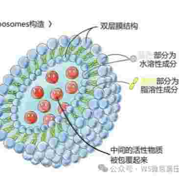LF-1加拿大AVESTIN手动挤出器，外泌体挤出机，细胞挤出仪