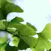 Ginkgo biloba extract （银杏叶提取物）