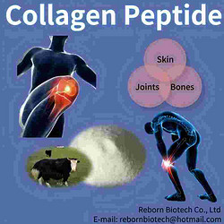 Fish Collagen Peptide Factory for health care