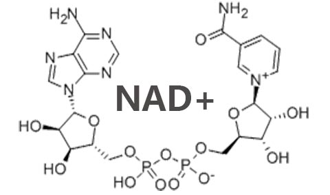 NAD+系列NAD+ series