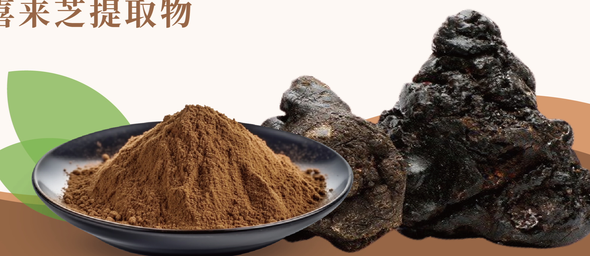 喜來芝提取物 富里酸 20%