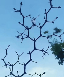 Grapiprant