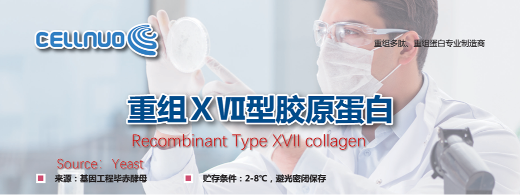 重組XVII型膠原蛋白
