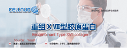 重組XVII型膠原蛋白