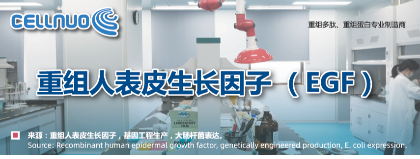 人表皮生長因子