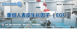 人表皮生長因子
