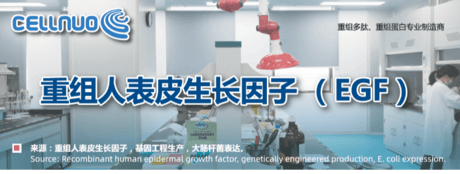 人表皮生长因子