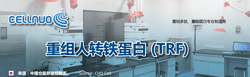 轉(zhuǎn)鐵蛋白