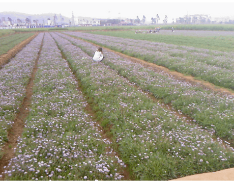 野黄芩苷、野黄芩甙