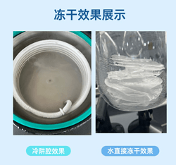 24T真空冷凍干燥機(jī)