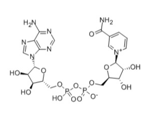 煙酰胺腺嘌呤二核苷酸
