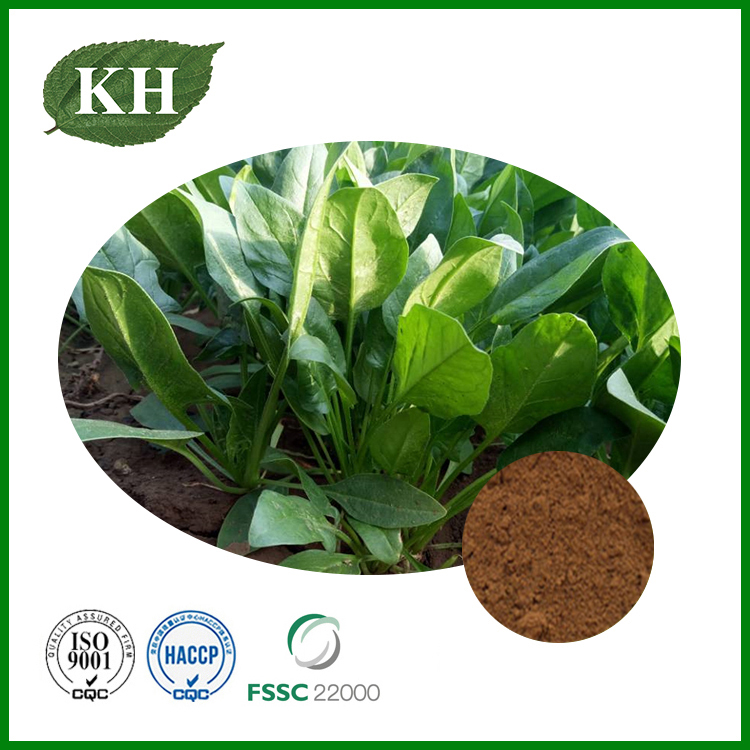 Spinach Extract