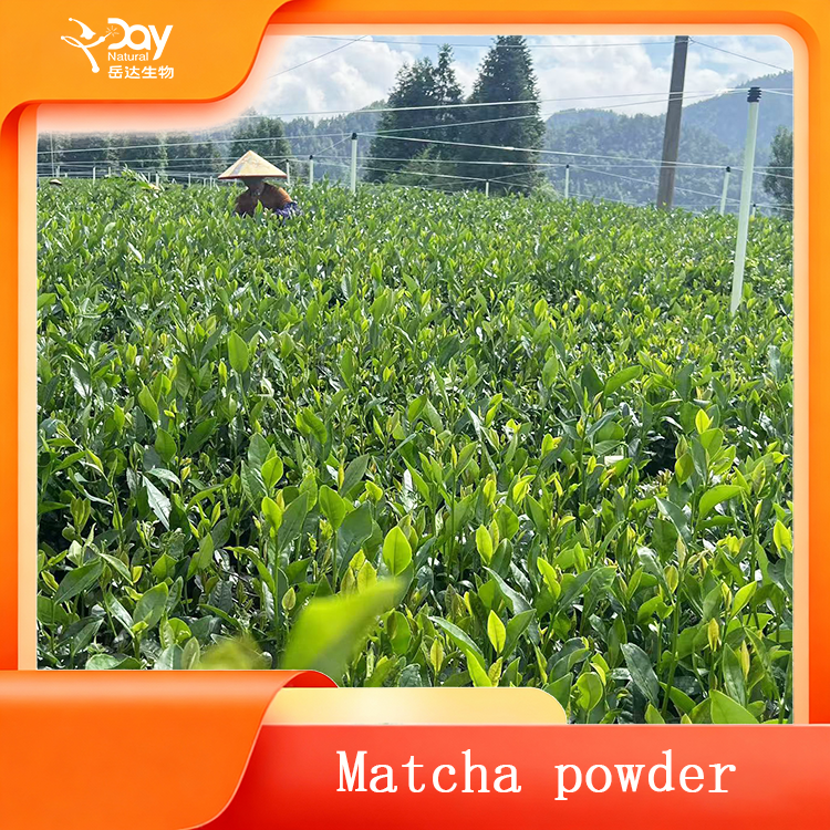 Matcha powder