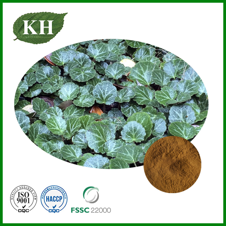 Saxifraga Stolonifera Extract