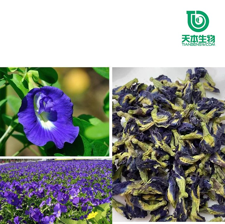 Xi 'an Tianben SC Factory Butterfly Bean Pollen All Water Soluble Raw Powder Food Grade Pure Natural Colorant Spot Wholesale