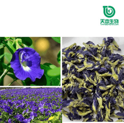 西安天本 SC廠家 蝶豆花粉 全水溶 優(yōu)質(zhì)生粉 食品級 現(xiàn)貨批發(fā)