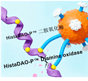 HistaDAO-P™ Diamine oxidase from Porcine Kidney