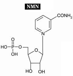 NMN（β-烟酰胺单核苷酸）