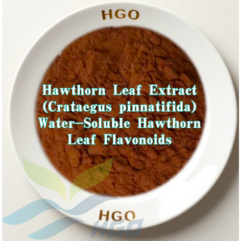 Hawthorn Leaf (Crataegus pinnatifida) Extract (Water-Soluble Hawthorn Leaf Flavonoids)
