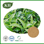 Oolong Tea Extract
