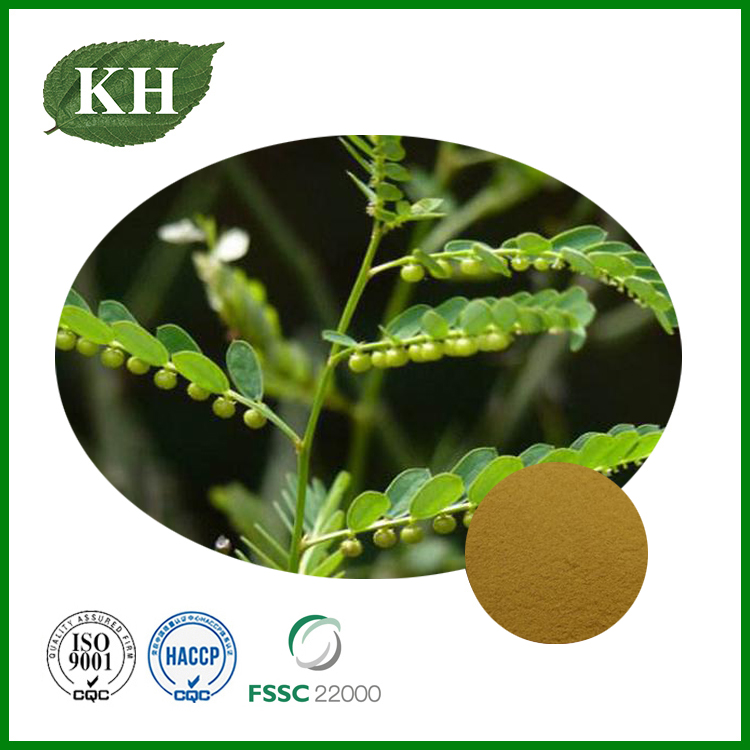 Phyllantus Amarus Extract