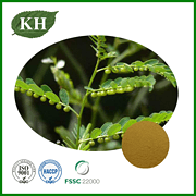 Phyllantus Amarus Extract